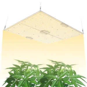 Cannabis-Plant-Grow-Light