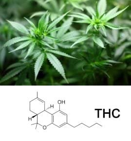 Cannabis