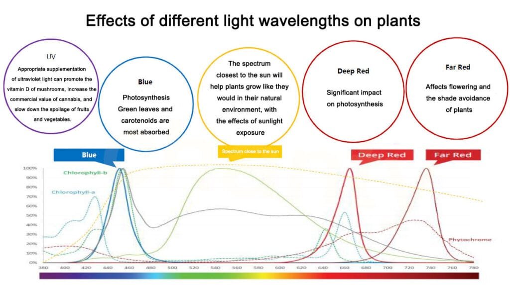 Effects of different light wavelengths on plants