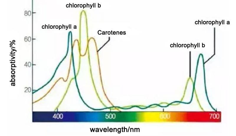 Spectral absorption of each photosynthetic pigment