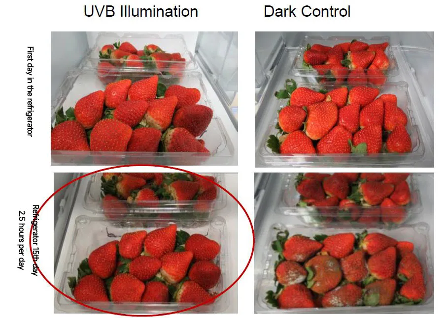 The role of UV in fruit and vegetable storage