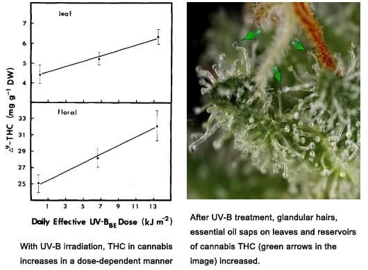 UV-B-and-Marijuana-THC