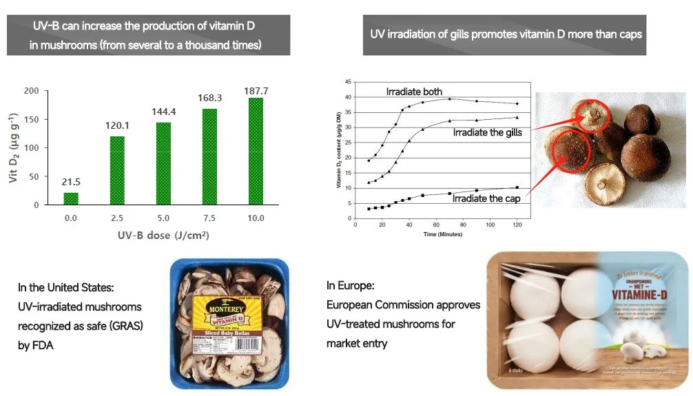UV-B-stimulates-vitamin-D-production-in-mushrooms