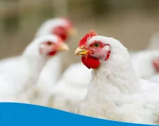 Broilers