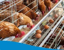 Laying-Hens